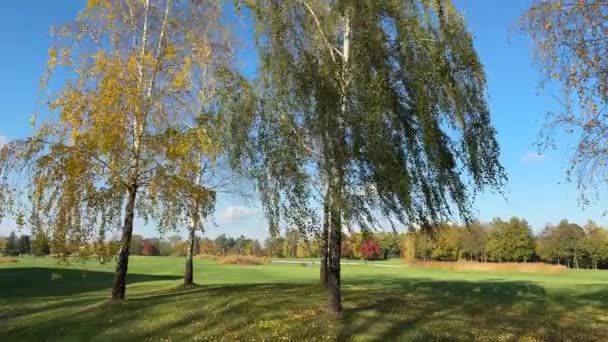 大草坪边缘有秋天叶子的桦树 — 图库视频影像