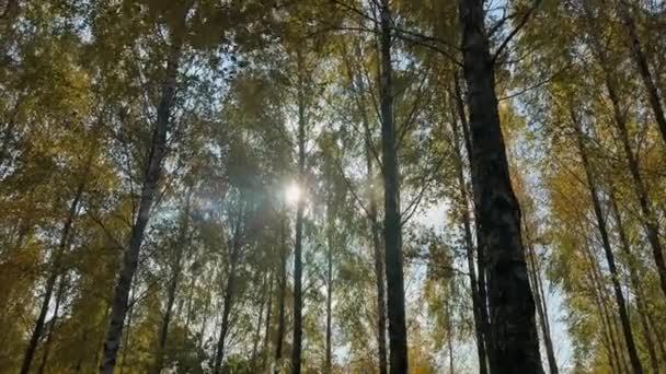 Nyírfák Tetején Őszi Levelek Ellen Háttérvilágítással — Stock videók