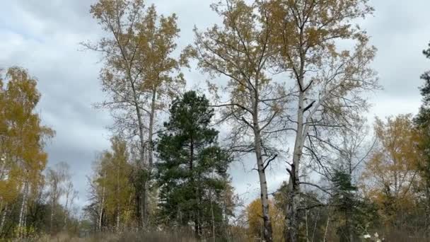 阴云密布的秋林中的白杨 桦树和其他树木 — 图库视频影像