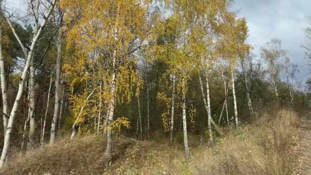 在森林里的其他树木中 有秋天叶子的桦树 — 图库视频影像