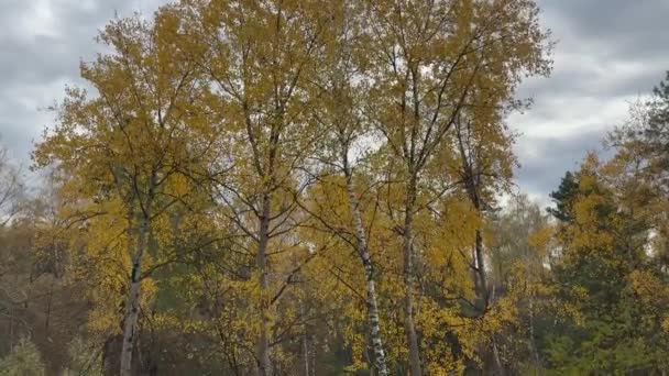 Aspens Huş Ağaçları Ormanda Sonbahar Yaprakları Bulutlu Stok Video