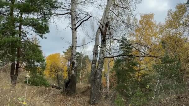 Старые Осины Осеннем Лесу Пасмурное Утро — стоковое видео