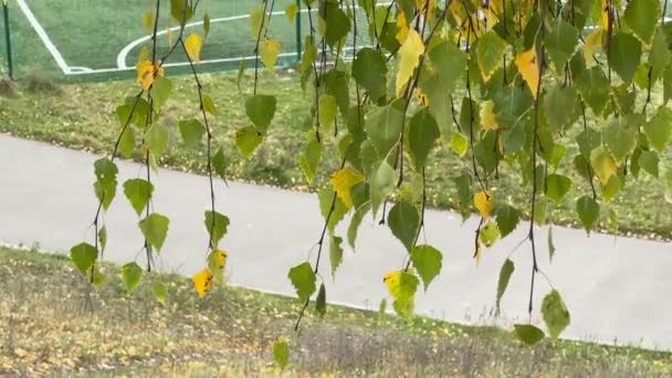 Sonbahar Yapraklı Huş Dalları Spor Sahasına Sarkıyor — Stok video