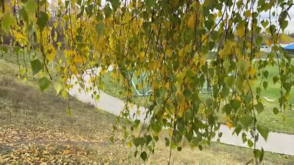 秋叶倒立在运动场上的树干和分枝 — 图库视频影像