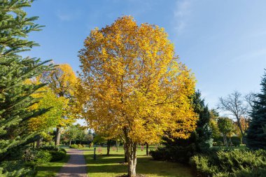 Sonbahar parkının güneşli sabahlarda çeşitli yaprak döken ağaç ve kozalaklı çalıları olan bir bölümü.