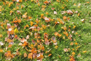 Section of the lawn overgrown with green short grass and covered with fallen yellow autumn leaves of birch in park in sunny day clipart