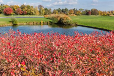 Küçük göletlerin kıyısındaki sazlıkların çalıları parktaki çimlerin arasında, güneşli bir sonbahar gününde ön planda kırmızı yapraklı çalılar var.
