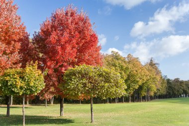 Acer rubrum ağaçları, parlak kırmızı sonbahar yapraklı kırmızı akçaağaçlar olarak da bilinir. Güneşli bir günde orman ve gökyüzüne karşı diğer süs ağaçlarıyla birlikte çimlerde yetişir.