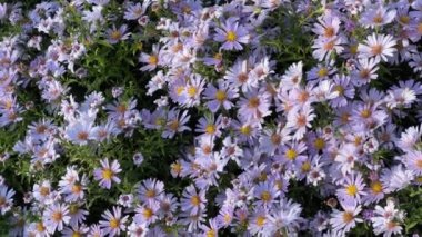 Güneşli bir sabahta, çiçek tarhında, Pas çiçekleri.