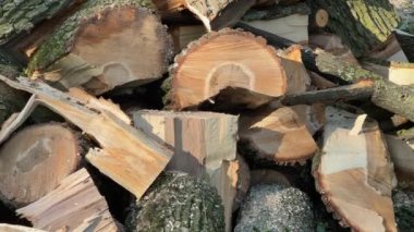 Hijyenik kesimden sonra kesilmiş akçaağaç gövdesi ve dalları yığını