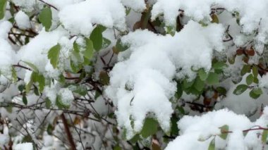 Spiraea dalları kar yağışı sırasında yeni yağmış karla kaplıdır.