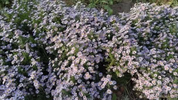 Flores Púrpuras Aster Parterre Mañana Soleada — Vídeo de stock