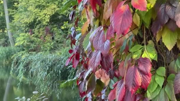 Γηγενή Σταφύλια Κόκκινα Φύλλα Σκαρφαλώνουν Δέντρο Στις Όχθες Του Ποταμού — Αρχείο Βίντεο
