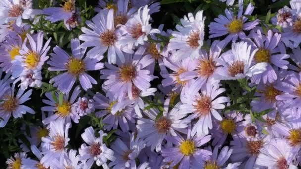 Purple Flowers Aster Flowerbed Sunny Morning — Stock Video