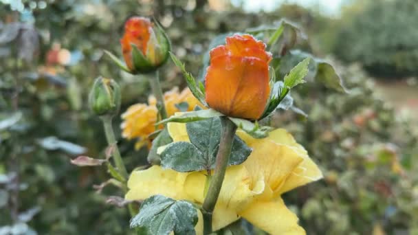 Ramas Rosas Con Flores Amarillas Cubiertas Escarcha — Vídeos de Stock