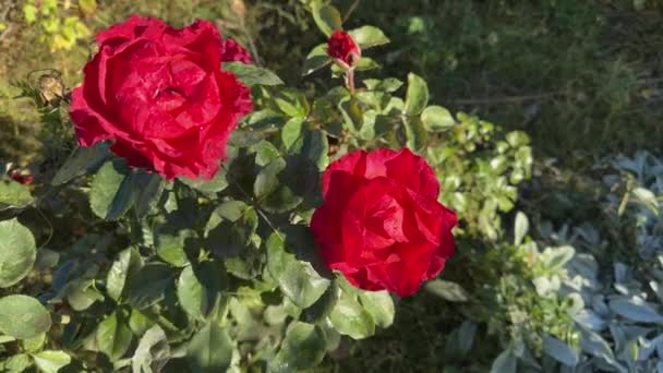 Ramas Rosas Con Flores Rojas Cubiertas Rocío — Vídeo de stock