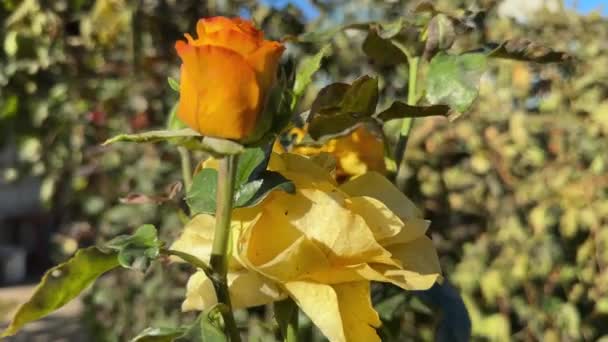 Rose Branches Yellow Flowers Sunny Windy Morning — Stock Video