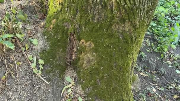 Κομμάτι Της Παλιάς Δέντρο Τέφρας Ηλιόλουστο Καιρό Πλευρική Άποψη — Αρχείο Βίντεο