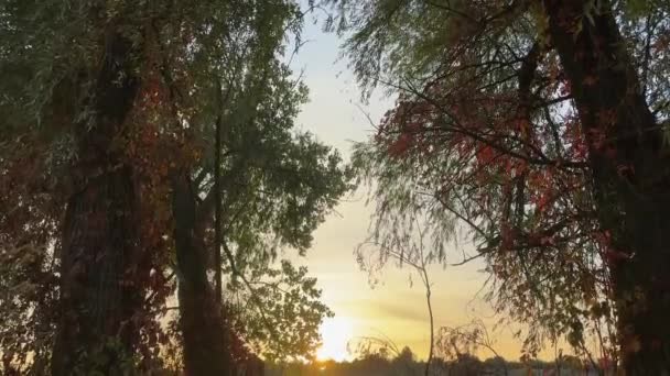 Old Trees Bank Shallowed Pond Autumn Sunrise — Stock Video