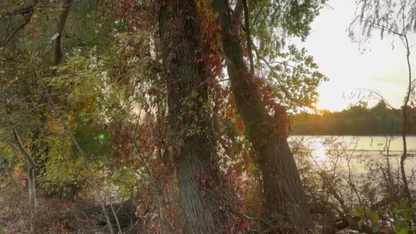 Árvores Velhas Banco Lagoa Rasa Durante Nascer Sol Outono — Vídeo de Stock