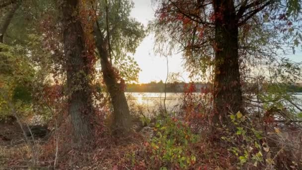 Árvores Velhas Banco Lagoa Rasa Durante Nascer Sol Outono — Vídeo de Stock