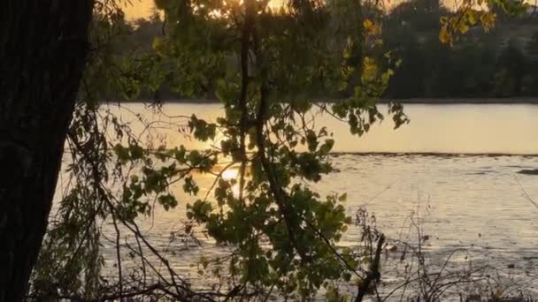 Ramos Pendurados Árvores Contra Lagoa Rasa Nascer Sol — Vídeo de Stock
