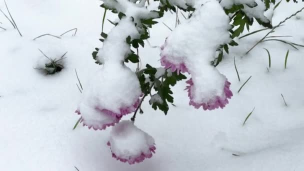 雪で覆われたピンクの花と菊の茎 — ストック動画