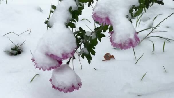 Stengels Van Chrysanten Met Roze Bloemen Bedekt Met Sneeuw — Stockvideo