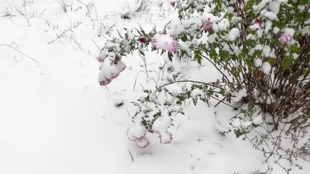 Bush Dari Bunga Krisan Dengan Bunga Merah Muda Tertutup Salju — Stok Video