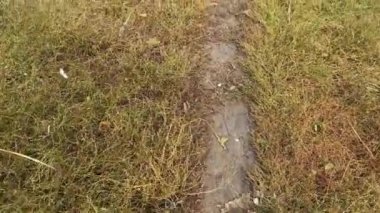 Meadow, sonbahar bulutlu sabahında yolu olan kurumuş düğüm çimeni.