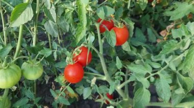 Çalıların üzerindeki kırmızı ve yeşil domatesler sabah çiğ taneleriyle kaplı.