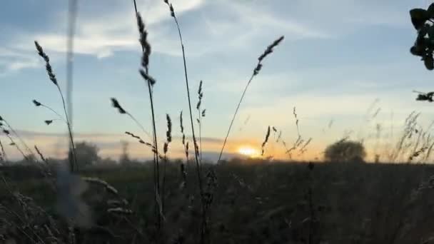 Suchá Tráva Ušima Proti Obloze Při Západu Slunce — Stock video
