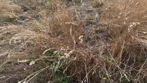 日没に耳が付いた高乾燥した草のブッシュ — ストック動画