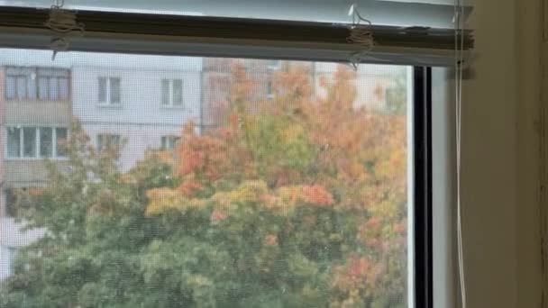 窗台上的两个窗台上的壁球与窗外的风景相映衬 — 图库视频影像