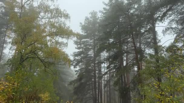 Fragment Břízy Borového Lesa Podzimním Mlhavém Ránu — Stock video