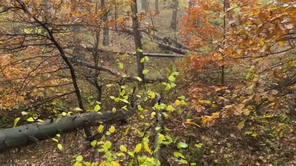 Ravine Con Alberi Secchi Caduti Nella Foresta Nella Nebbia Mattina — Video Stock