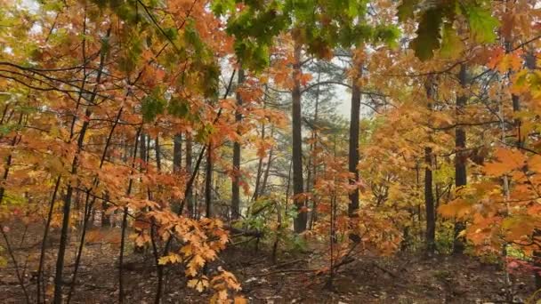 霧の朝の森で紅葉と赤いオーク — ストック動画