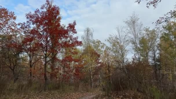 Waldpfad Zwischen Laubbäumen Herbst Bewölkt — Stockvideo