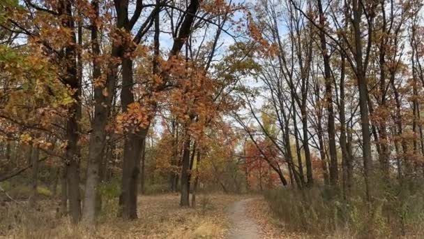 秋天阴郁的早晨 橡树丛中的森林之路 — 图库视频影像
