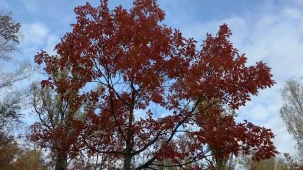 Roteiche Mit Herbstblättern Wald Trüben Morgen — Stockvideo