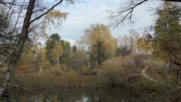 Маленькое Лесное Озеро Заросшее Тростником Осенним Утром — стоковое видео