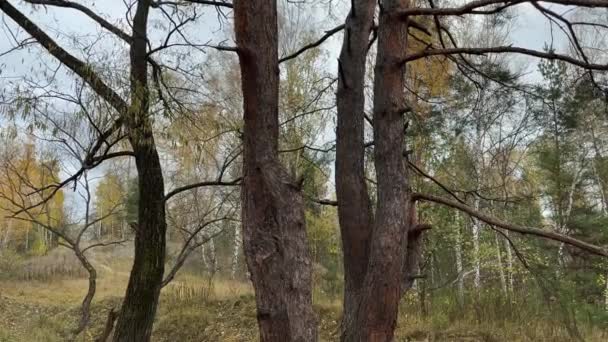 Bomen Met Gedraaide Stammen Dun Bos Bewolkte Ochtend — Stockvideo