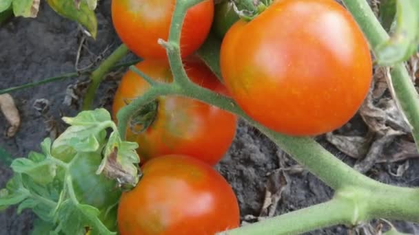 Mogna Röda Tomater Stjälken Ett Fält Bakgrundsbelyst — Stockvideo