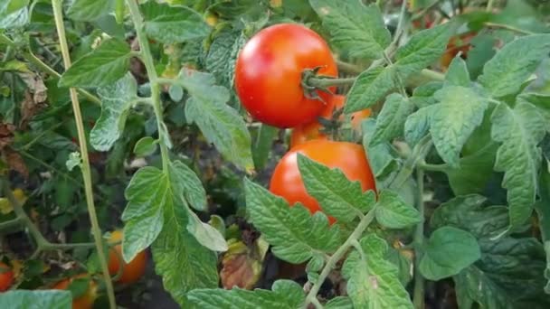 Tomat Med Mogna Röda Tomater Ett Fält — Stockvideo