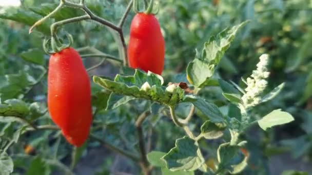 Tomates Ameixa Vermelha Arbusto Coberto Com Orvalho Manhã — Vídeo de Stock