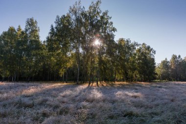 Kır ağaçlarının kenarında büyüyen huş ağaçları. Güz ayazında berrak gökyüzüne karşı kuruyan kuru otlarla kaplanmış.