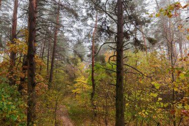 Sonbahar bulutlu sabahında yaprak döken ve kozalaklı ormanın bir bölümü.