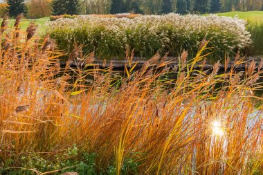 Kuru sarı su kamışları ve gümüş çimenler, güneşli bir sonbahar gününde parktaki küçük göletin kıyılarında.