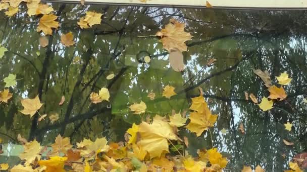 Beyaz Minibüsün Kaputu Camında Düşmüş Akçaağaç Yaprakları — Stok video