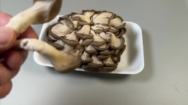同じキノコの束の上の手の別々の牡蠣のキノコ — ストック動画